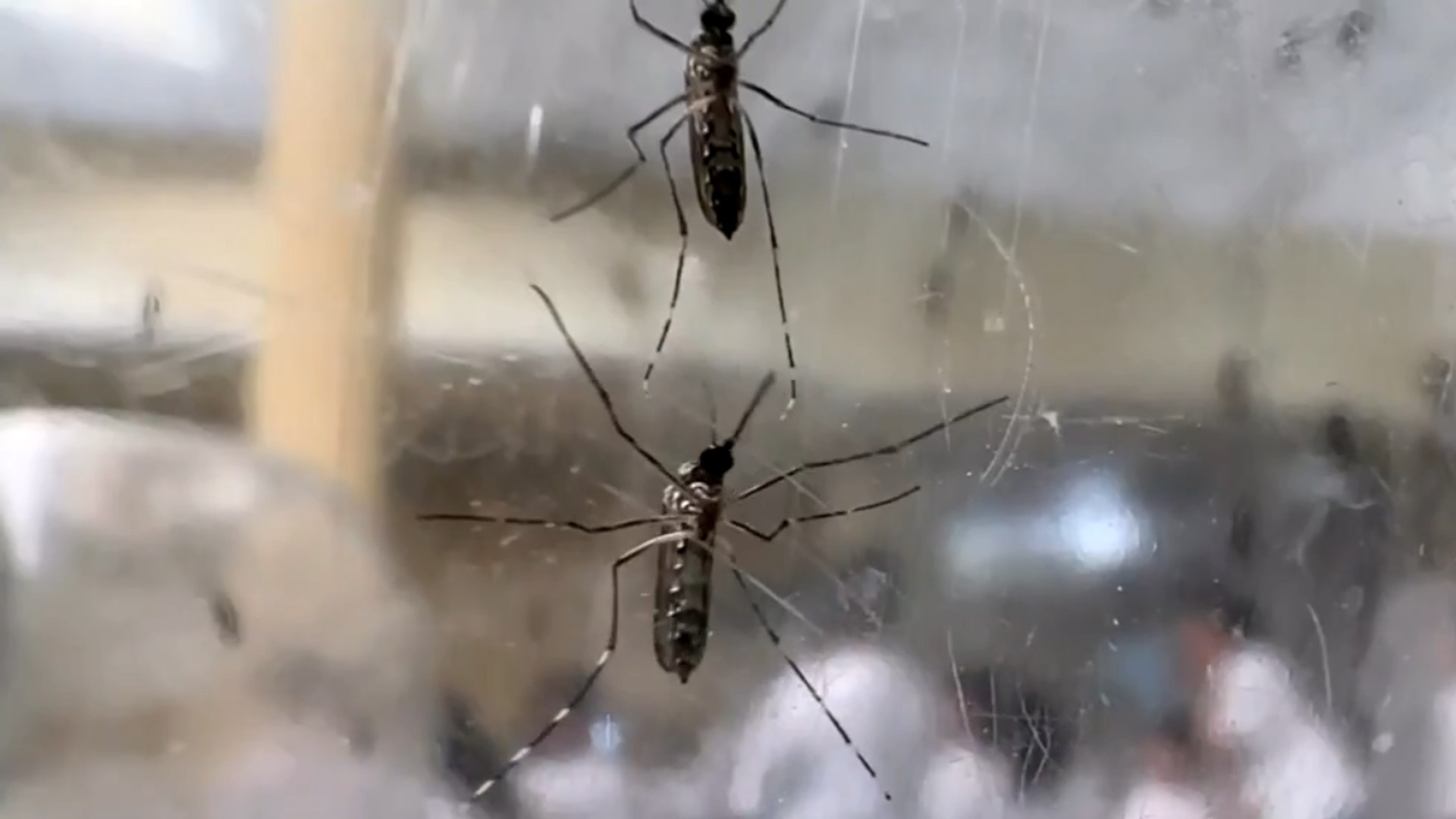 link-dengue.jpg