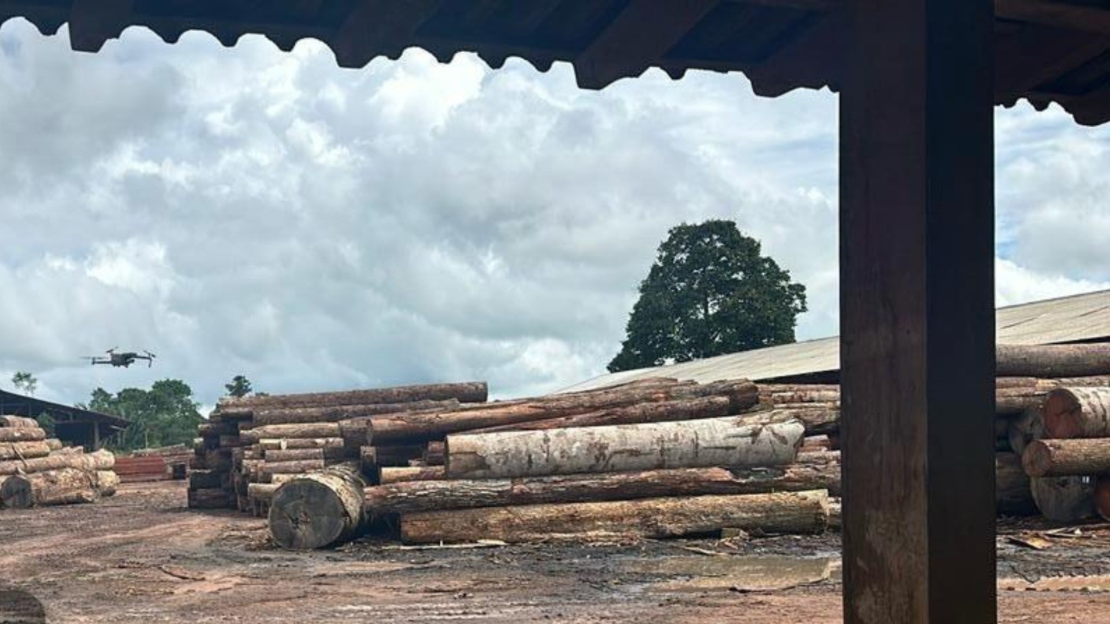 Investigados em esquema de exploração ilegal de madeira têm mais de R$ 800 mil em bens bloqueados em Santarém e Mojuí