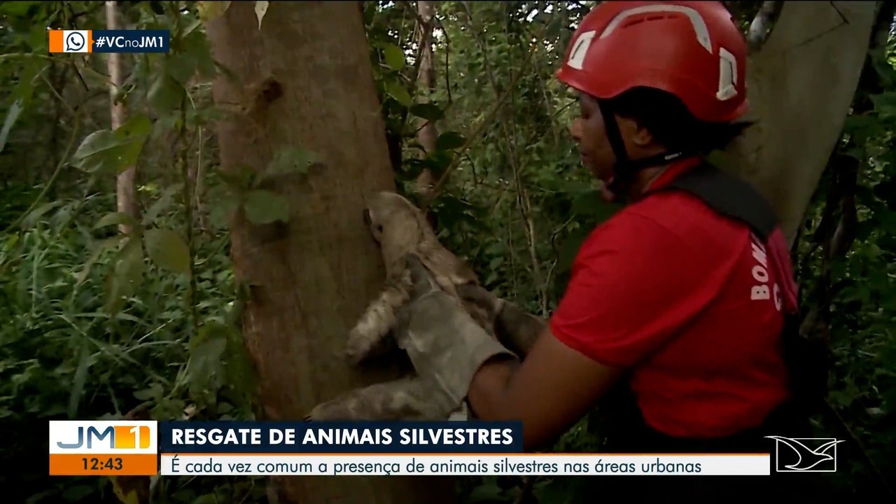 Arara com sinais de maus-tratos é resgatada por GCM em Suzano