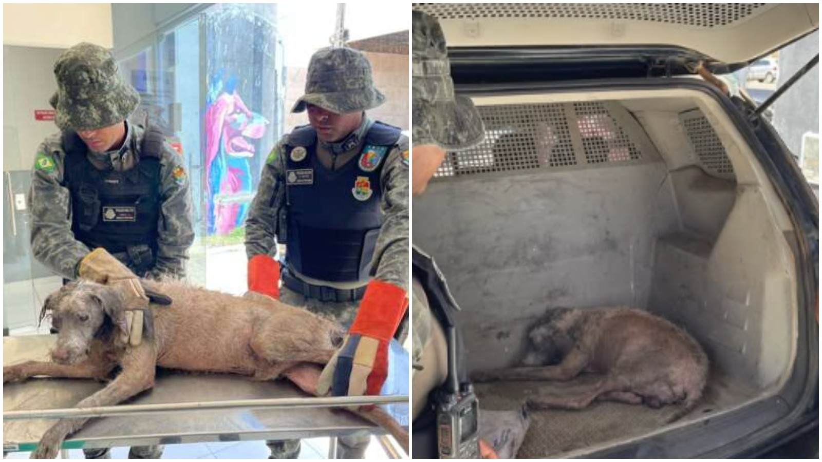 Cachorro submerso em lamaçal é resgatado com hipotermia e lesão ocular, no Ceará