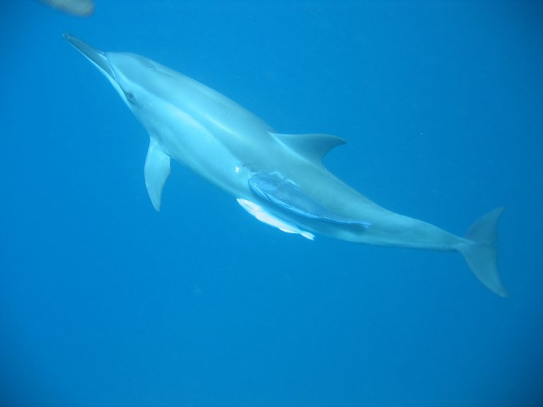 foto7-remora2.jpg