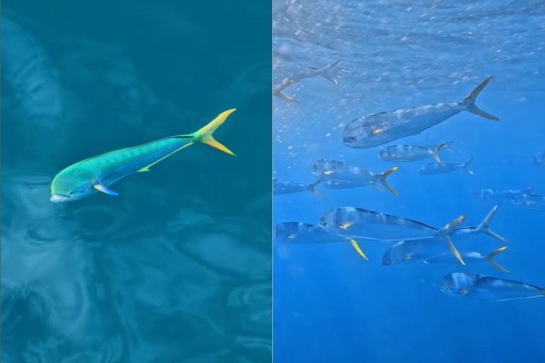 peixe.jpg