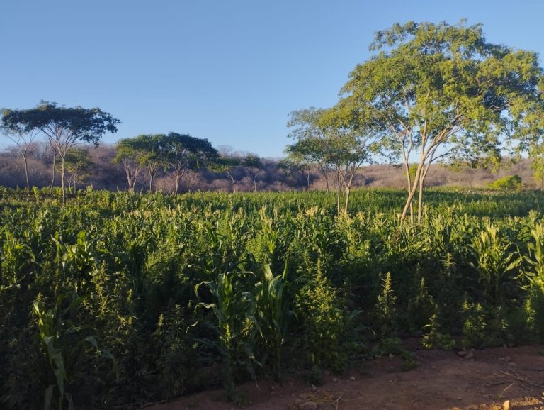 plantacao-de-maconha.jpeg
