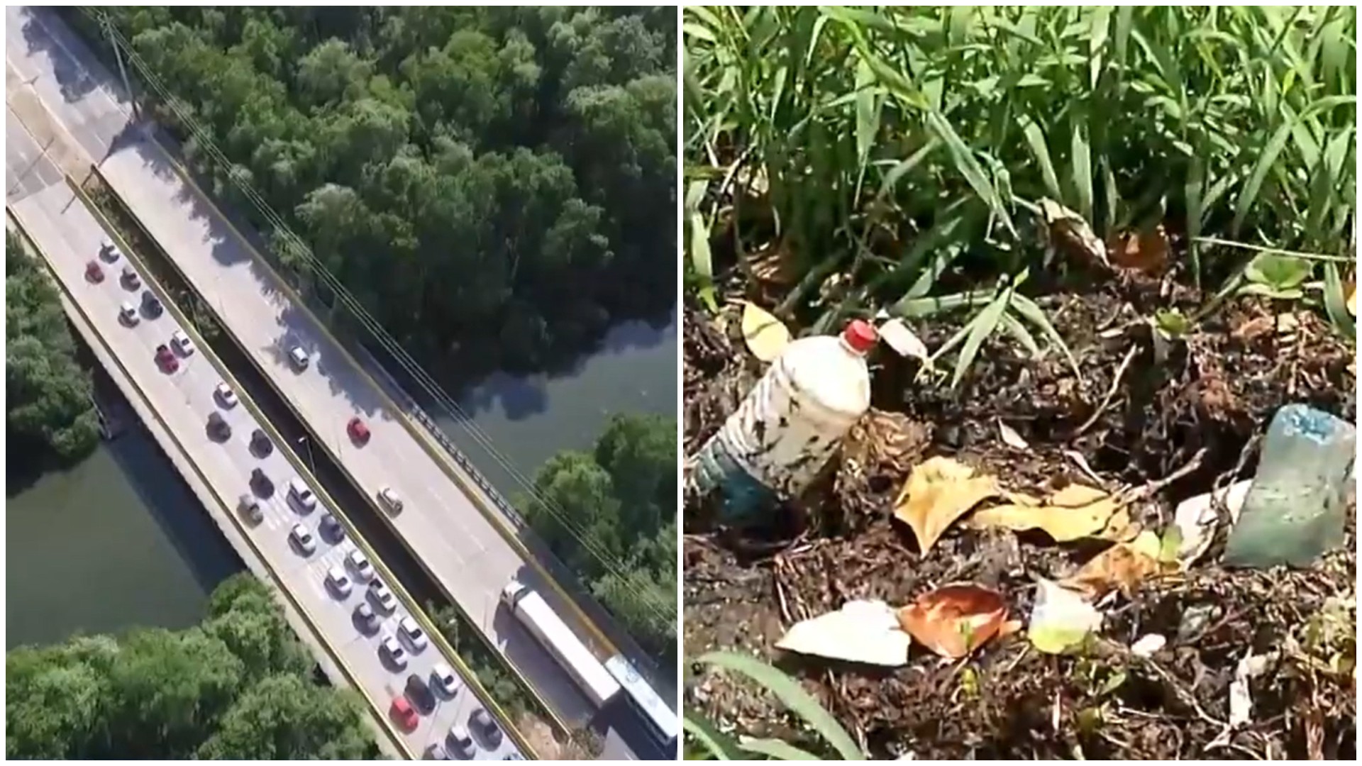 Peixes são diagnosticados com anemia devido a poluição no maior rio de Fortaleza | Ceará