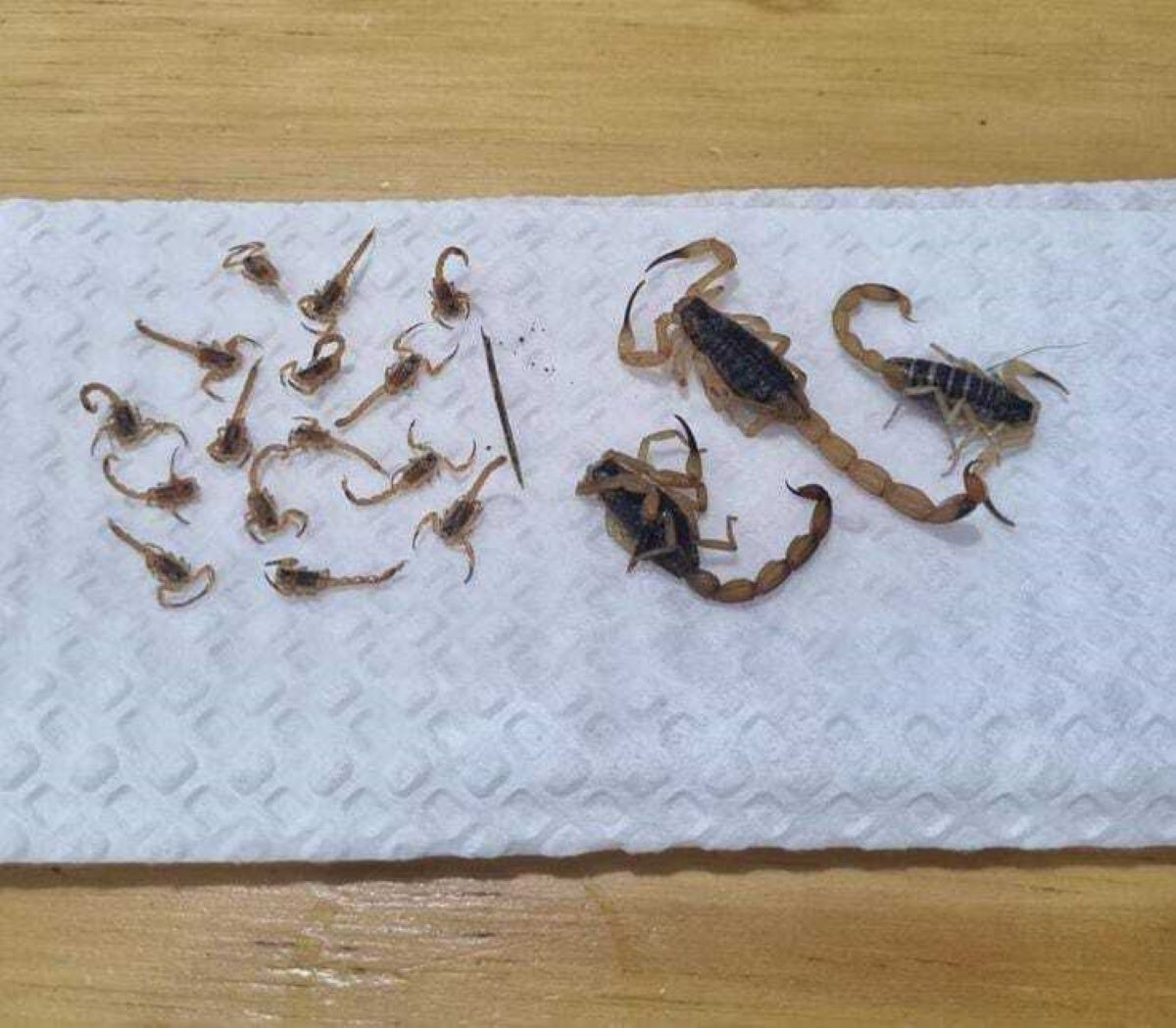 'Invasão' de escorpiões preocupa moradores de condomínio em Suzano