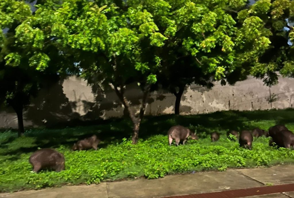 capivaras.jpg