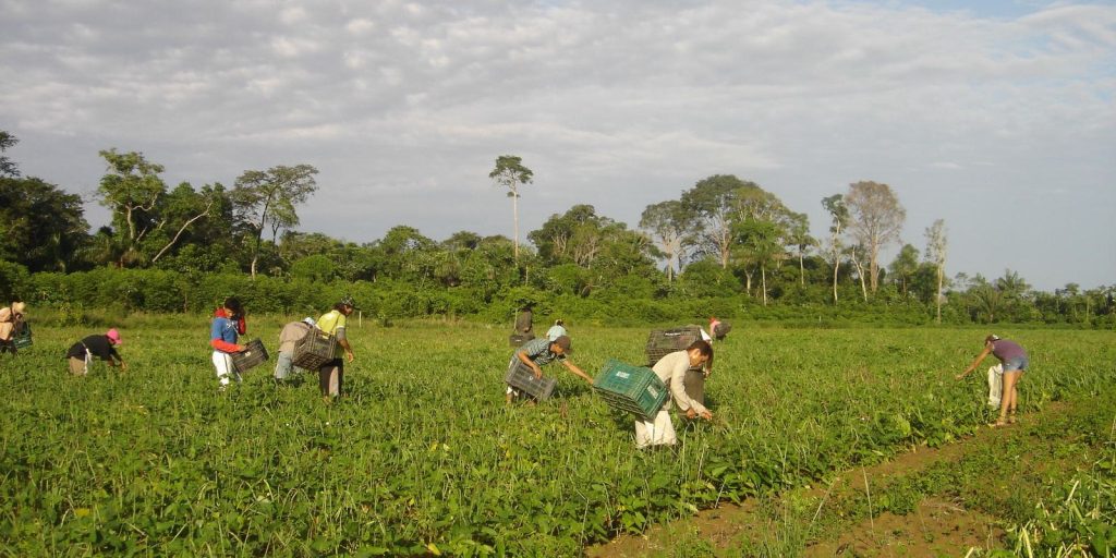 agricultores_familiares_colhem_feijao-caupi_-_emanuel_cavalcante_-_embrapa_amapa.jpg