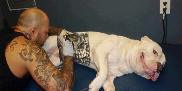 cachorro_tatuado02.jpg