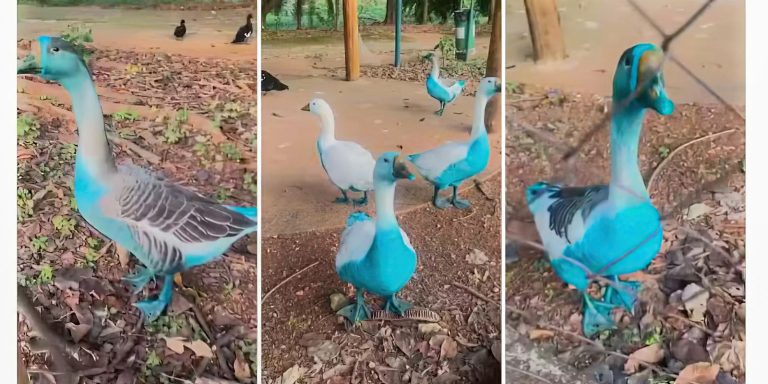 gansos_azuis_e_encontra_peixes_mortos_apos_derramamento_de_corante_em_corrego_de_jundiai.jpg